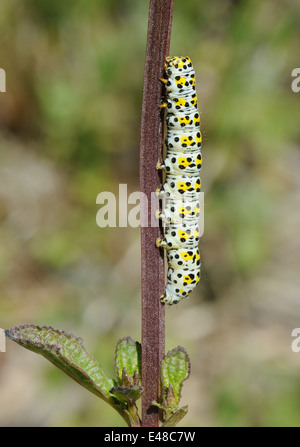 Lava, Caterpillar, di Mullein Moth (Cucullia verbasci) su un comune (Figwort Scrophularia nodosa) impianto. Bedgebury Forest, Kent, Foto Stock