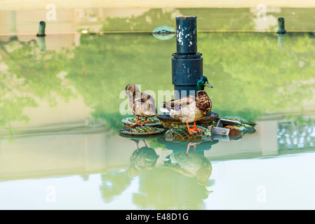 Le anatre bastarde al Bea Evenson Fontana. Balboa Park, San Diego, California, Stati Uniti. Foto Stock