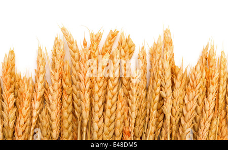 Un covone dorate spighe di grano, su sfondo bianco Foto Stock