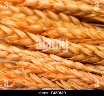 Dorate spighe di grano, macro sfondo Foto Stock