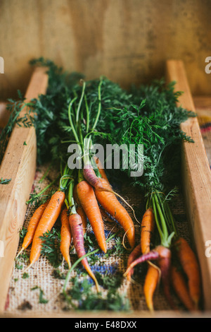 Mazzetto di carote Foto Stock