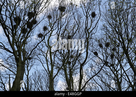 Corvi nidi in rami di albero, Edale Derbyshire, Inghilterra Foto Stock