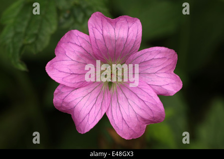 Pinky viola color lilla Gerani. Macro shot di piccolo giardino fiore Foto Stock