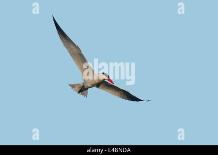 Caspian Tern Sterna caspia San Diego, California, Stati Uniti 23 giugno adulto in volo. Laridae Foto Stock