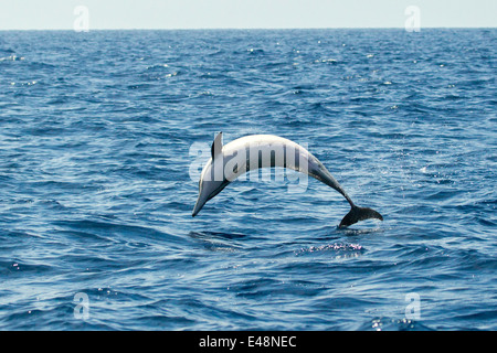 A breve becco delfino comune Delphinus delphis San Diego, California, Stati Uniti 21 giugno adulto Delphinidae Foto Stock