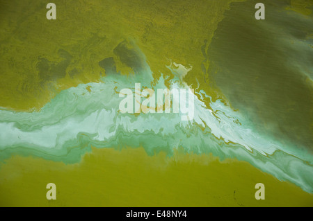 Riprese aeree del lago Victoria , blu-verde fioritura di alghe. Foto Stock