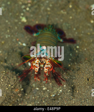 Canocchia Pavone allevamento fino dal mare piano in difesa Foto Stock