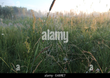 Pizzo spider web appendere sul fiore pianta in estate selvatica di copertura del campo luminoso argento sotto il primo raggio di sole che la rugiada Foto Stock