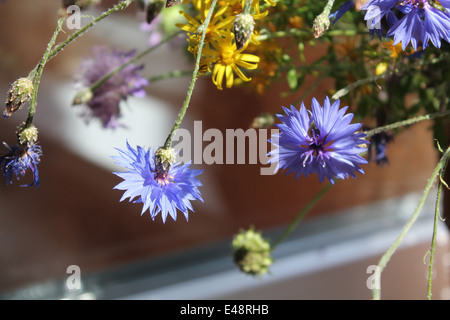 Corolla di blu profondo che crescono spontaneamente nel campo fiordaliso Foto Stock