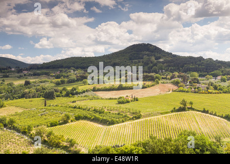 Vigneti vicino a Montepulciano, Toscana. La zona è un importante produttore di alimenti e bevande. Foto Stock