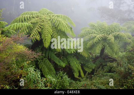 Australian tree fern nella nebbia Foto Stock