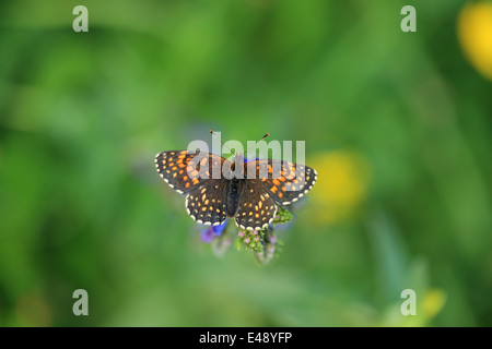 Falso Heath Fritillary (Melitaea diamina) Foto Stock