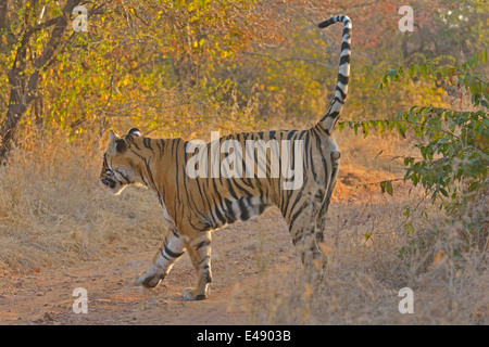 Marcatura di profumo Tiger su un freddo inverno mattina a secco habitat decidui di Ranthambhore riserva della tigre Foto Stock