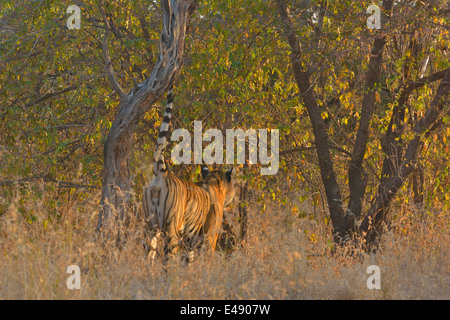 Marcatura di profumo Tiger su un freddo inverno mattina a secco habitat decidui di Ranthambhore riserva della tigre Foto Stock