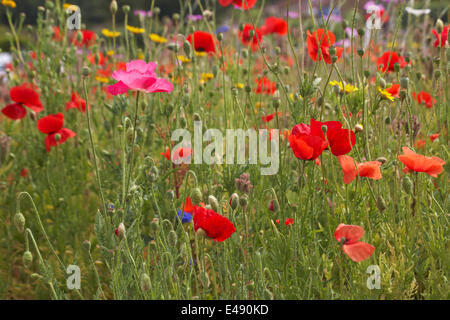 Bournemouth, Regno Unito 6 luglio 2014. Il consiglio di Bournemouth ha piantato le zone per generare i prati di fiori selvatici di annuals misti, destinati ad aumentare la fauna selvatica ed attrarre il numero aumentato di insetti e uccelli. Inclusi nei mix di quest'anno sono stati circa 10 milioni di semi di papavero per commemorare la prima guerra mondiale. Aggiungono un meraviglioso spruzzo di colore per illuminare la giornata di chiunque! fiori selvatici prato fiori selvatici fiori selvatici Foto Stock