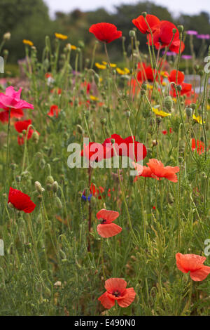 Bournemouth, Regno Unito 6 luglio 2014. Il consiglio di Bournemouth ha piantato le zone per generare i prati di fiori selvatici di annuals misti, destinati ad aumentare la fauna selvatica ed attrarre il numero aumentato di insetti e uccelli. Inclusi nei mix di quest'anno sono stati circa 10 milioni di semi di papavero per commemorare la prima guerra mondiale. Aggiungono un meraviglioso spruzzo di colore per illuminare la giornata di chiunque! fiori selvatici prato fiori selvatici fiori selvatici Foto Stock