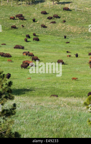 Grandi mandrie di bisonti alimentare sulla molla verde erba in Sud Dakota Foto Stock