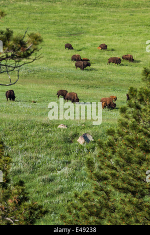 Grandi mandrie di bisonti alimentare sulla molla verde erba in Sud Dakota Foto Stock