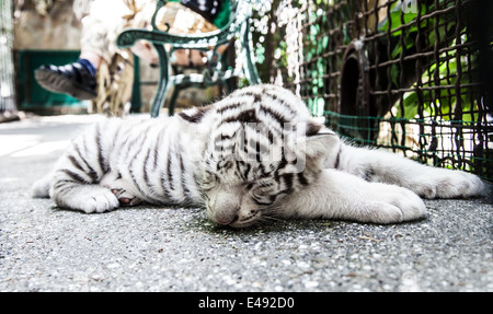 cucciolo di tigre Foto Stock