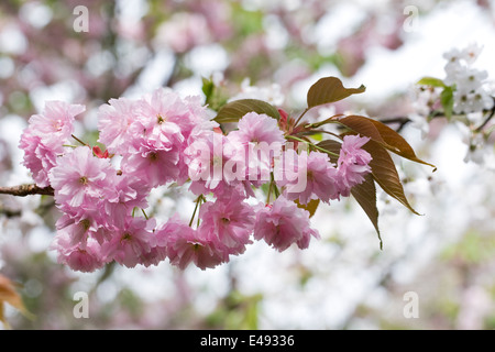 Prunus blossom. Fiore di Ciliegio in un giardino inglese. Foto Stock