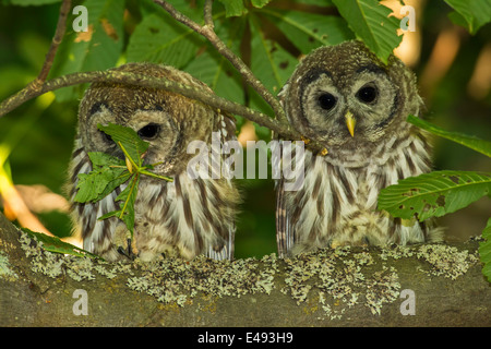 Bloccate il gufo owlets appollaiato in grande acero-Beacon Hill Park, Victoria, British Columbia, Canada. Foto Stock