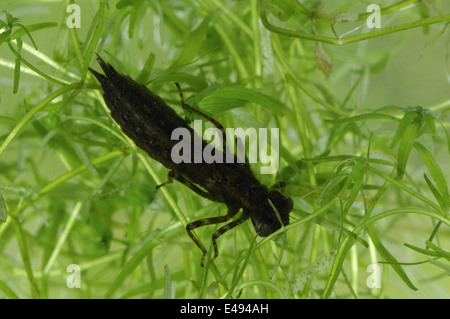 Southern Hawker (Aeshna cyaenea) larva nuotare sotto l'acqua Foto Stock