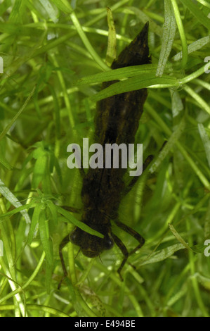 Southern Hawker (Aeshna cyaenea) larva nuotare sotto l'acqua Foto Stock