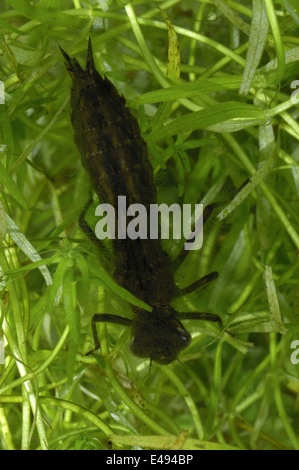 Southern Hawker (Aeshna cyaenea) larva nuotare sotto l'acqua Foto Stock