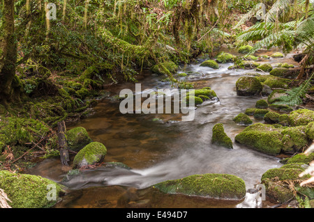 San Columba cade, Cascata San Columba Falls riserva statale, PYENGANA VALE, Valle, ST HELENS, nel nord est della Tasmania, Australia Foto Stock