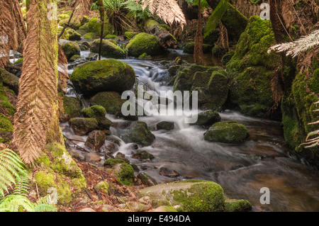 San Columba cade, Cascata San Columba Falls riserva statale, PYENGANA VALE, Valle, ST HELENS, nel nord est della Tasmania, Australia Foto Stock