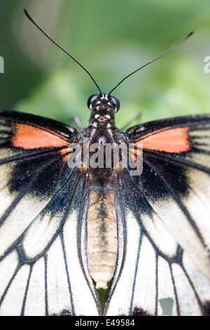 Dipinto di Jezebel butterfly Delias hyparete hierta Foto Stock