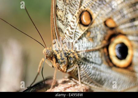 Foresta di Gufo gigante (aka Caligo farfalla Civetta - Caligo Eurilochus), Costa Rica Foto Stock