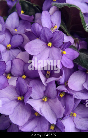 Viola africana di fiori viola Foto Stock