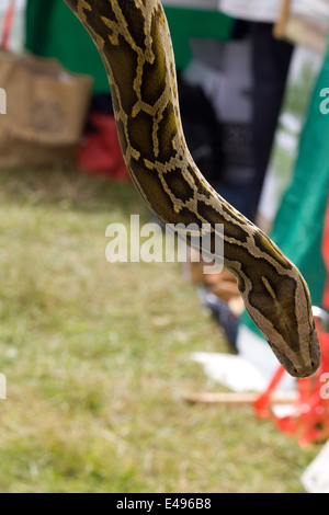 Sfera nonvenomous python essendo trattenuto Foto Stock