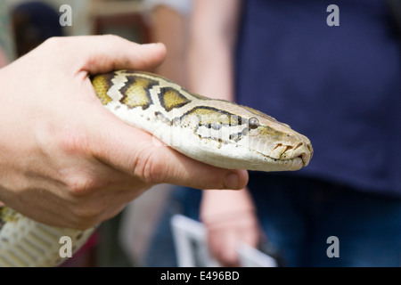 Sfera nonvenomous python essendo trattenuto Foto Stock