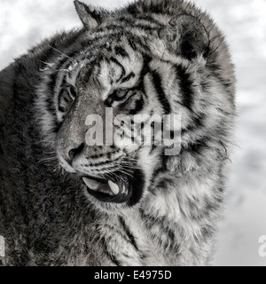 Ritratto di una tigre siberiana B/W, Hengdaohezi Centro di allevamento, Mudanjiang, Cina Foto Stock