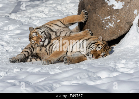 Tigre Siberiana trova un modo per mantenere caldo il gelo, Hengdaohezi Centro di allevamento, Mudanjiang, Cina Foto Stock