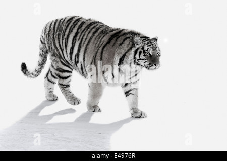 Tigre Siberiana, B/W, Hengdaohezi Centro di allevamento, Mudanjiang, Cina Foto Stock