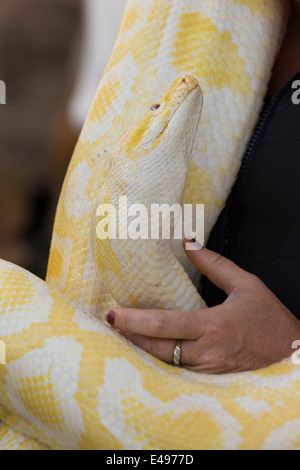 Gigante Giallo pitone birmano snake in un terreno mostrano di essere detenute da membri del pubblico Foto Stock