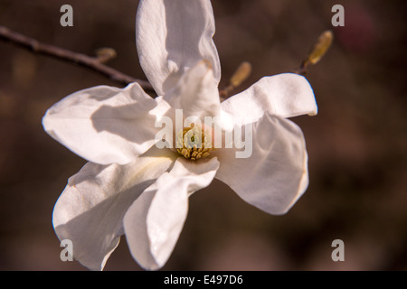 Bianco fiore di magnolia su un ramo di albero Foto Stock