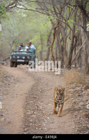 Veicoli turistici a seguito di una tigre una tigre safari in Ranthambhore riserva della tigre Foto Stock