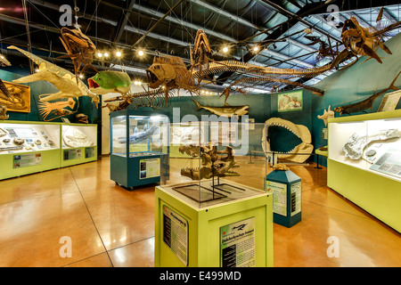 Oceano preistorico Hall, Dinosaur Resource Center, Woodland Park, COLORADO, Stati Uniti d'America Foto Stock