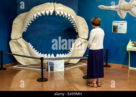 Ganasce di Carcharodon megalodon, oceano preistorico Hall, Dinosaur Resource Center, Woodland Park, COLORADO, Stati Uniti d'America Foto Stock