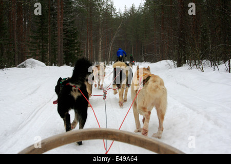 Lo sleddog con Huskies presso un allevamento di Husky nei pressi di Rovaniemi in Lapponia, Finlandia Foto Stock