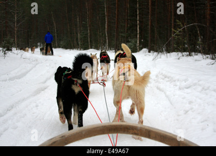 Lo sleddog con Huskies presso un allevamento di Husky nei pressi di Rovaniemi in Lapponia, Finlandia Foto Stock