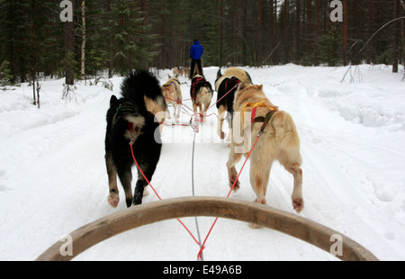 Lo sleddog con Huskies presso un allevamento di Husky nei pressi di Rovaniemi in Lapponia, Finlandia Foto Stock