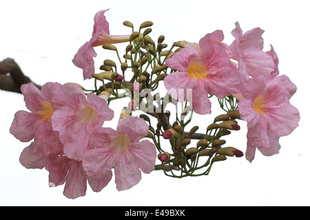 Rosa struttura a campana, pind tecoma o tabebuia fiore isolato su sfondo bianco Foto Stock