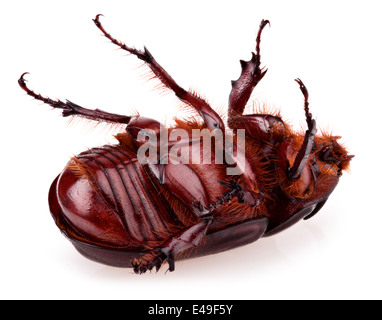 Scarabeo rinoceronte isolato su uno sfondo bianco. Head over heels Foto Stock