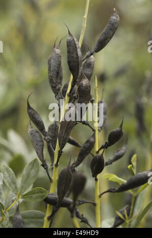 Selvaggio blu indaco -Baptisia australis Foto Stock