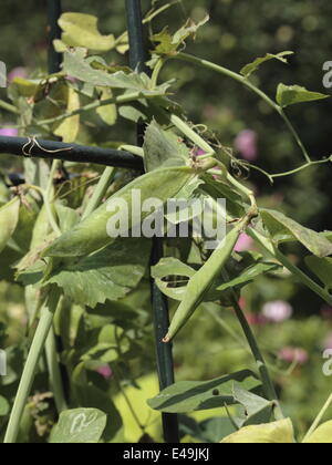 Pisello dolce - Pisum sativum Foto Stock